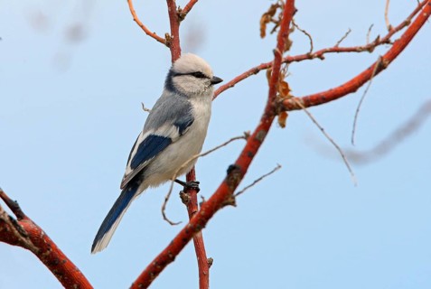 Azure titmouse