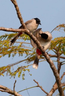 Sooty-headed Bulbul