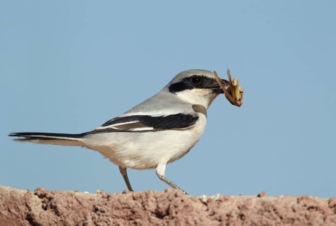 Meridionalis