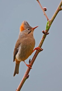 Red yuhina