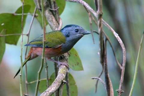 Black-headed Shrike-babbler