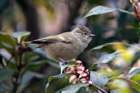 Yellow-browed Tit