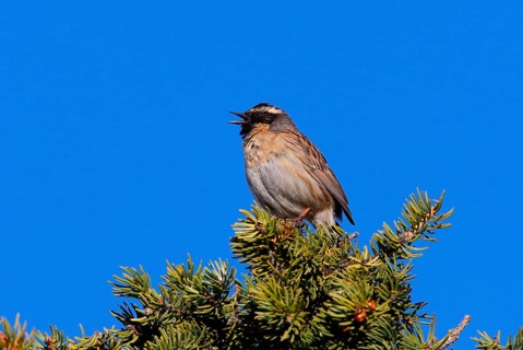 Black-throated Accentor
