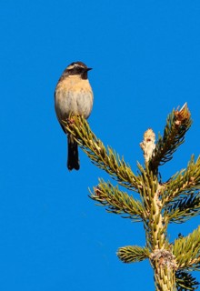 Black-throated Accentor