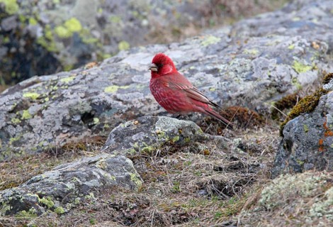 Great rosefinch