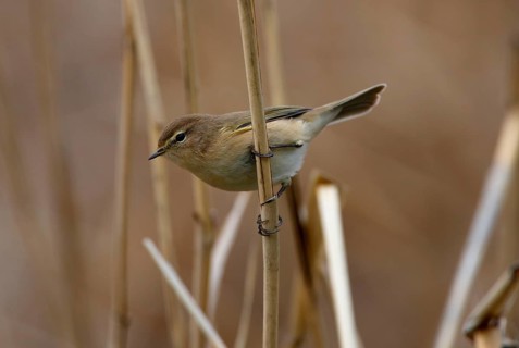Mountain Chiffchaff