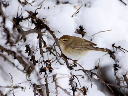 Mountain Chiffchaff