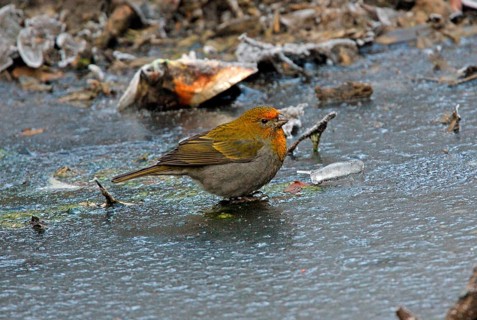 Crimson-browed Finch