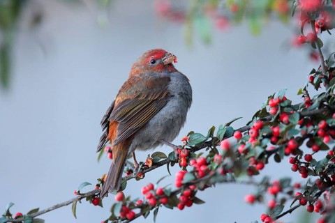 Crimson-browed Finch