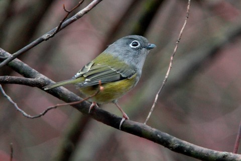 Green Shrike-babbler