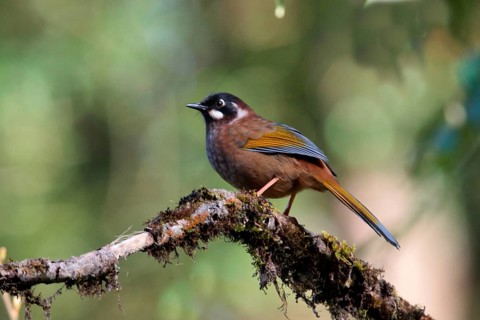 Black-faced Laughingthrush