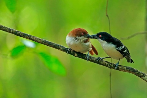 Great antshrike