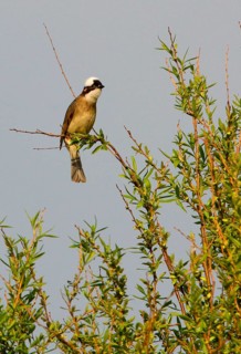 Chinese Bulbul