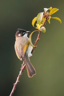Chinese Bulbul