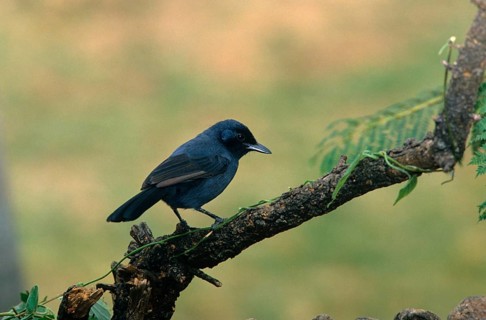 Mourning Shrike