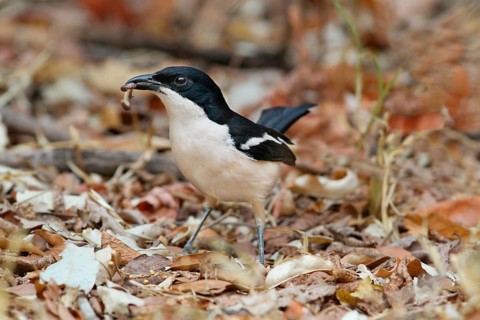 Tropical Boubou
