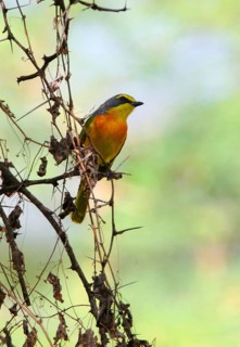 Sulphur-breasted Shrike