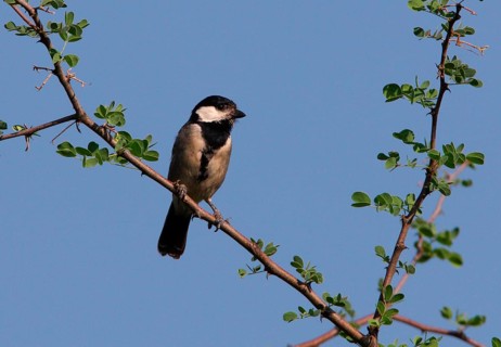 Melaniparus thruppi barakae