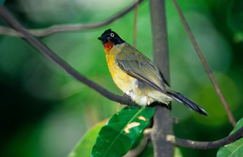 Black crested bulbul