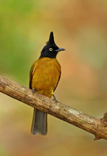 Black Crested Bulbul