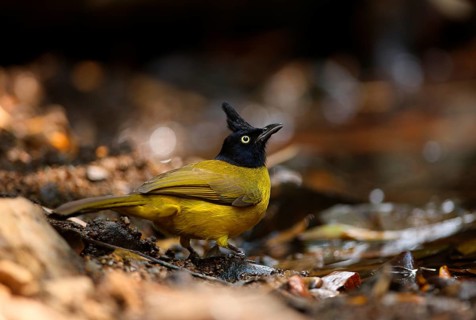 Black-crested Bulbul