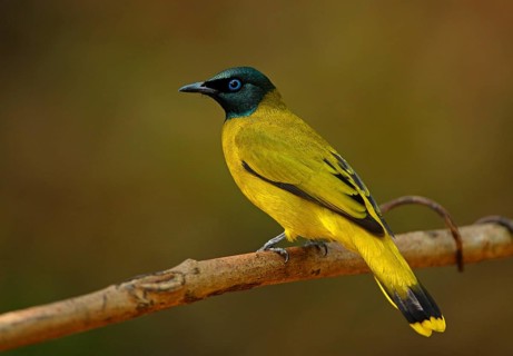 Black-headed Bulbul