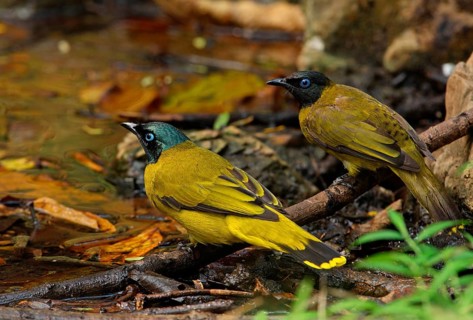 Black-headed Bulbul
