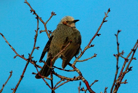Brown-eared bulbul