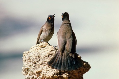 African red-eyed bulbul