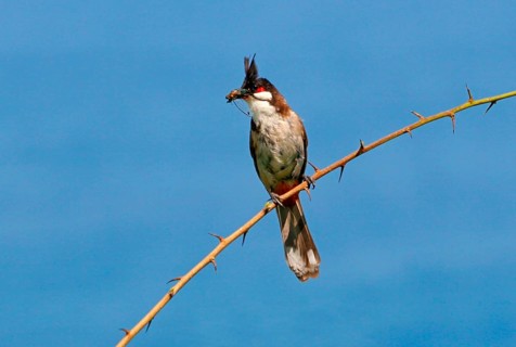 Red-bearded Bulbul