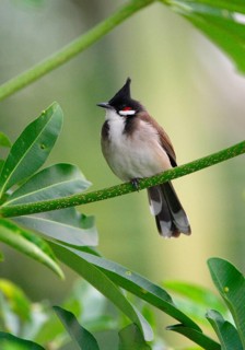 Red-bearded Bulbul