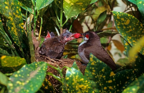 Adult Red-bearded Bulbul