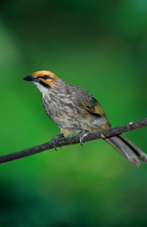 Yellow-crowned Bulbul