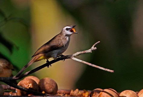 Eye-vented Bulbul