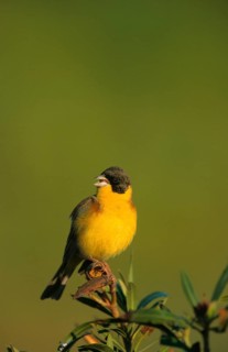 Black-headed bunting