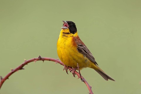 Black-headed bunting