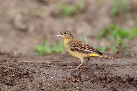Black-headed bunting