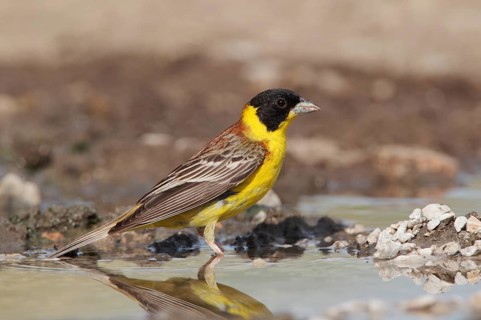 Black-headed bunting