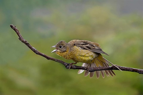 Black-headed Bunting