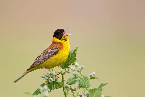 Black-headed Bunting