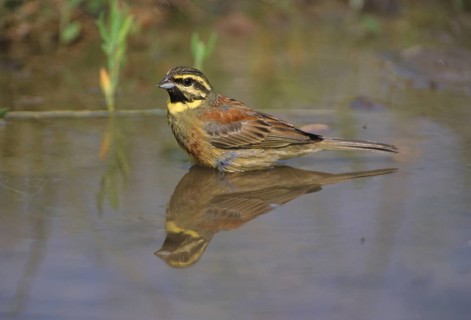 Cirl bunting