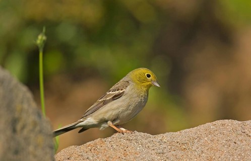 Cinereous bunting