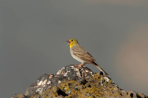 Cinereous Bunting