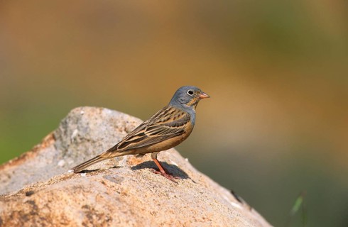 Cretzschmar's cretzschmar's bunting