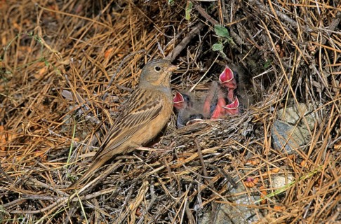 Cretzschmar's cretzschmar's bunting