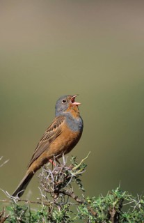 Cretzschmar's Bunting