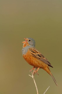 Cretzschmar's Bunting