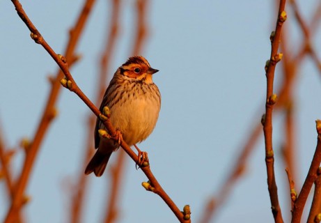Little buntings