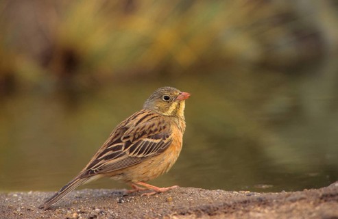 Ortolan bunting