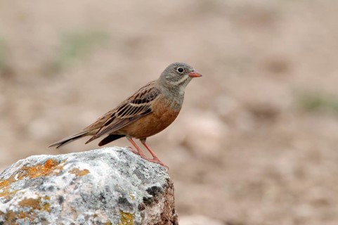 Ortolan bunting